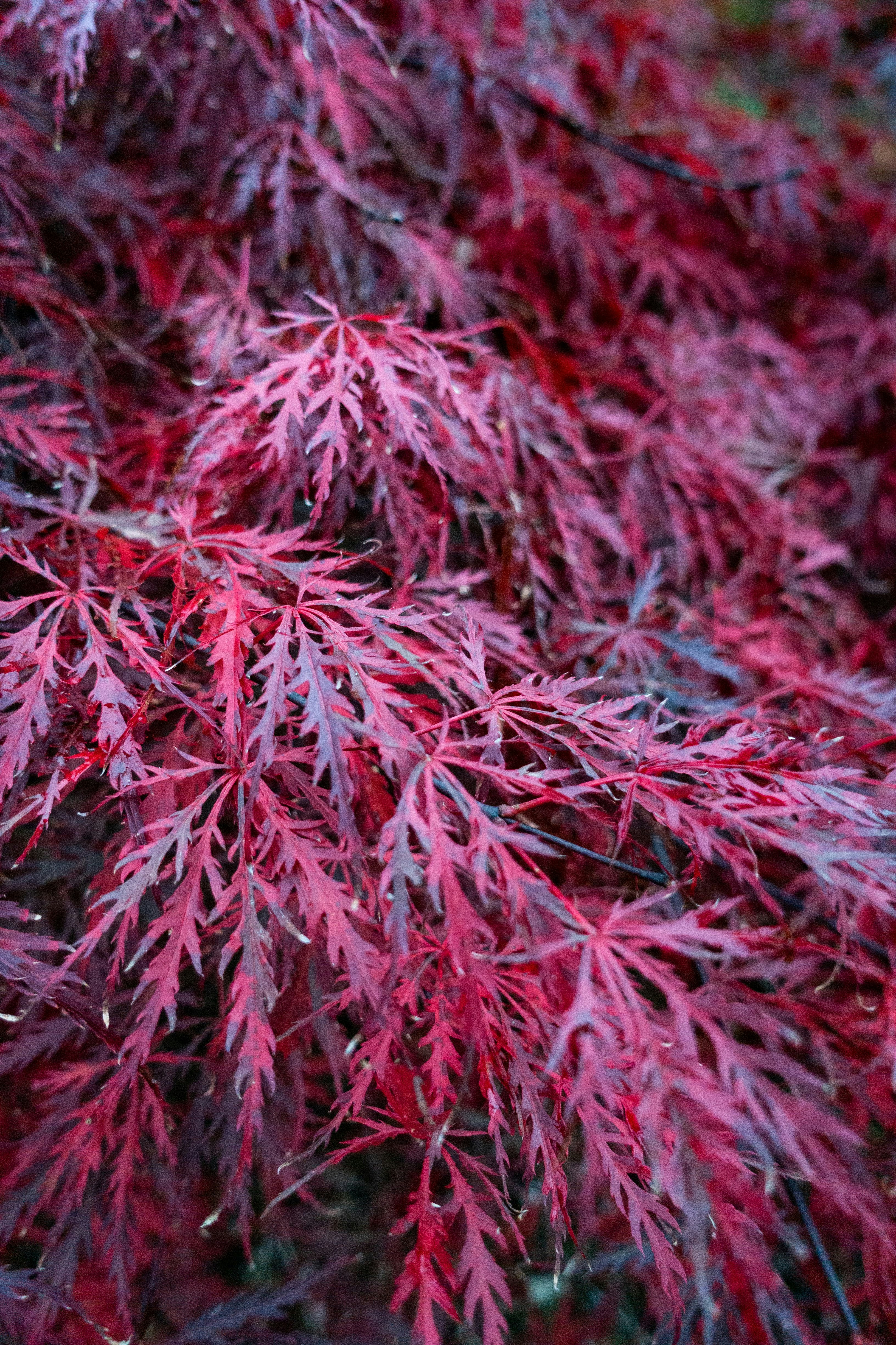 Planta roja y verde durante el día