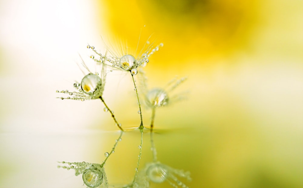 water droplets on plant stem