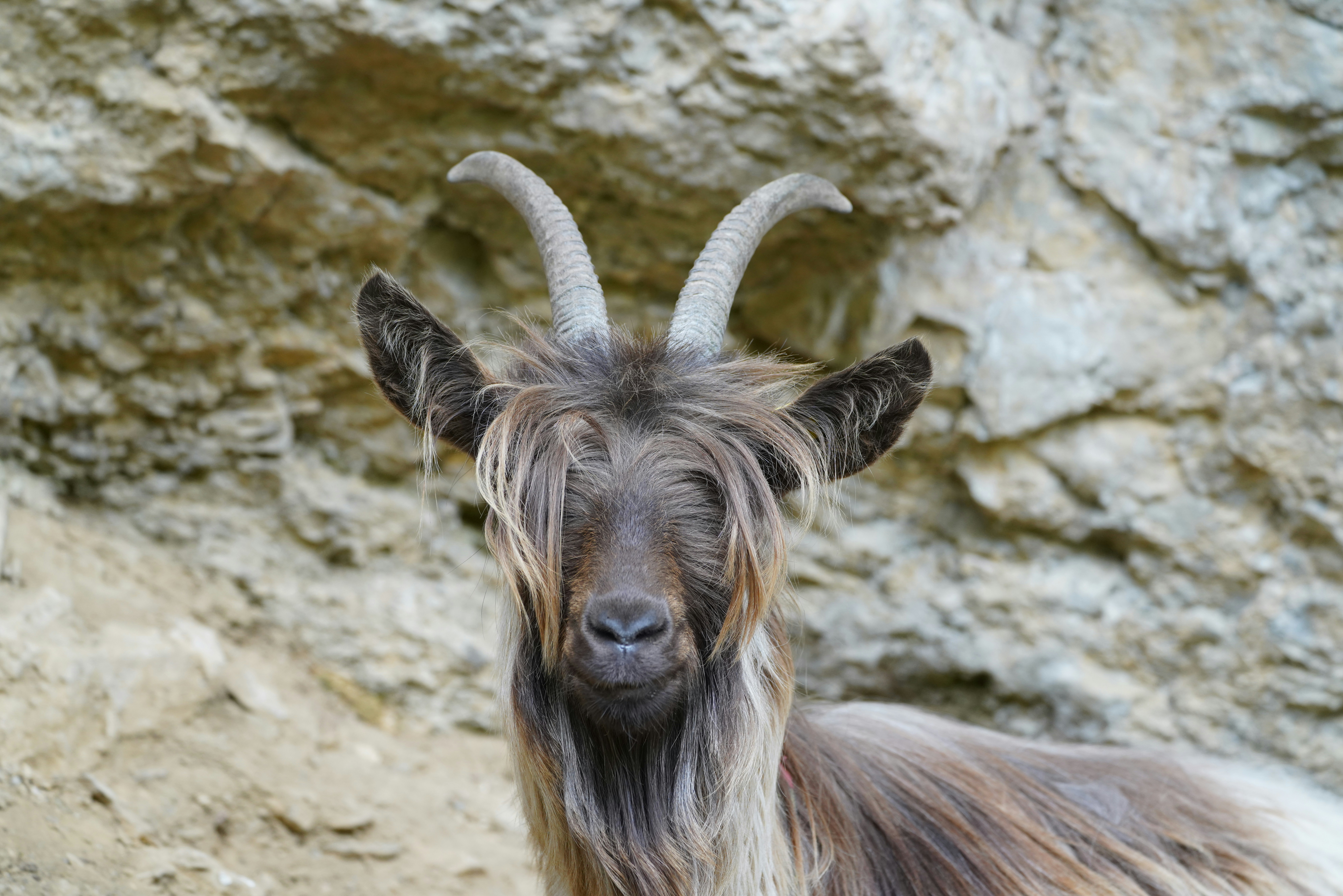 brown and white animal on gray rock
