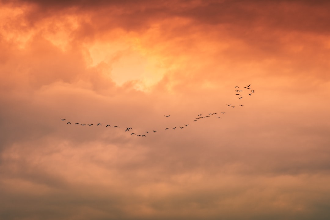 flock of birds flying under cloudy sky during daytime