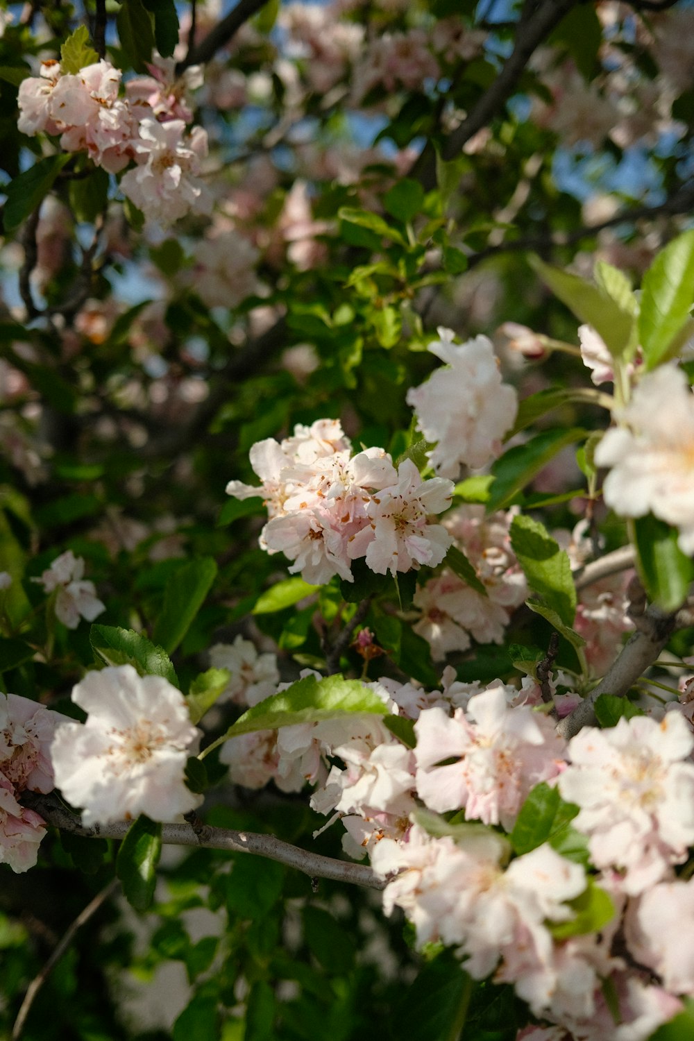 white flowers with green leaves