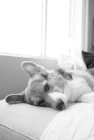 A peaceful scene of a dog resting contentedly after a training session in a cozy room.