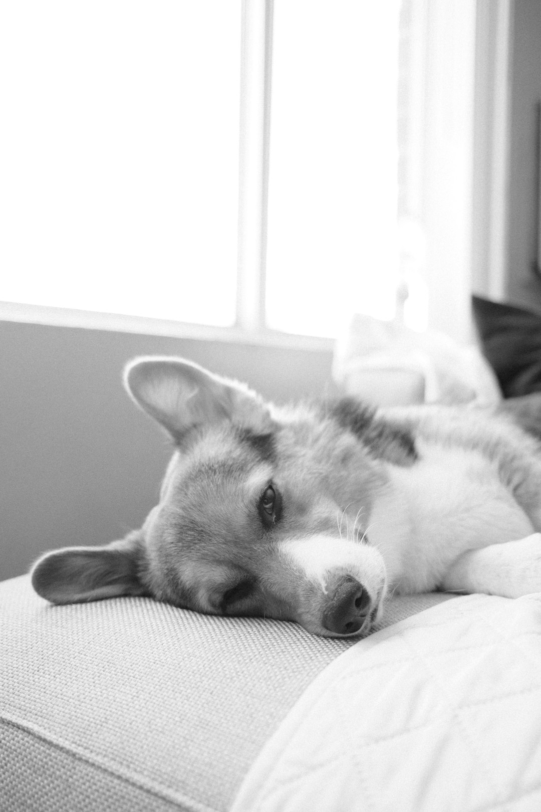 grayscale photo of siberian husky lying on bed