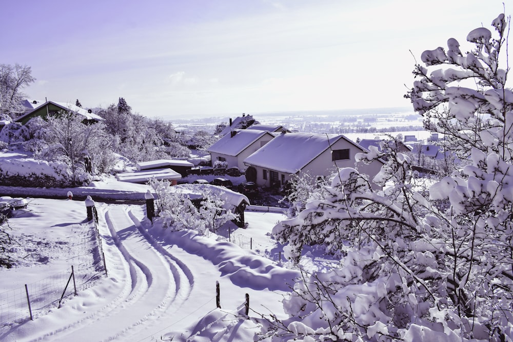 snow covered houses and trees during daytime