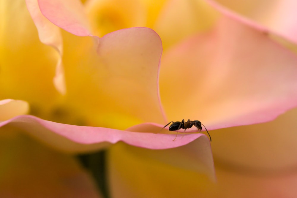 schwarze Ameise auf gelber Blume