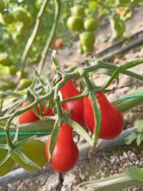 Clusters of ripe, red tomatoes hang from green vines in a garden setting. The foreground features prominently red pear-shaped tomatoes, with a green stem and leaves. In the background, there are more unripe green tomatoes and blurred foliage, suggesting a lush and thriving plant environment.