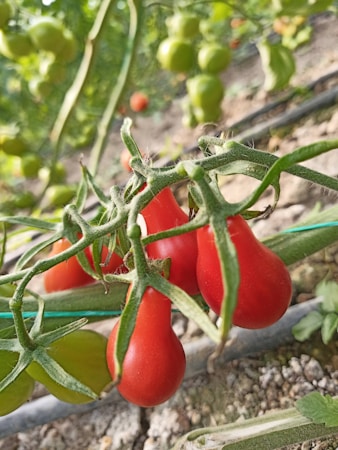 Erfahrungen und Tipps für den Tomatenanbau auf dem Balkon
