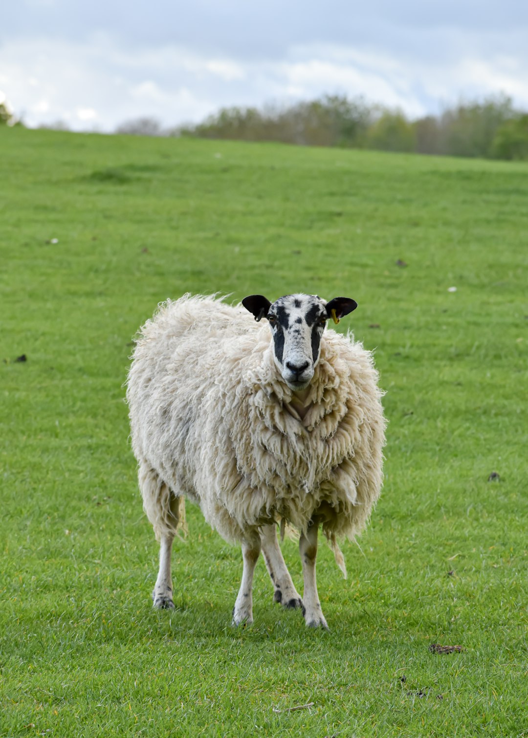 white sheep on green grass field during daytime