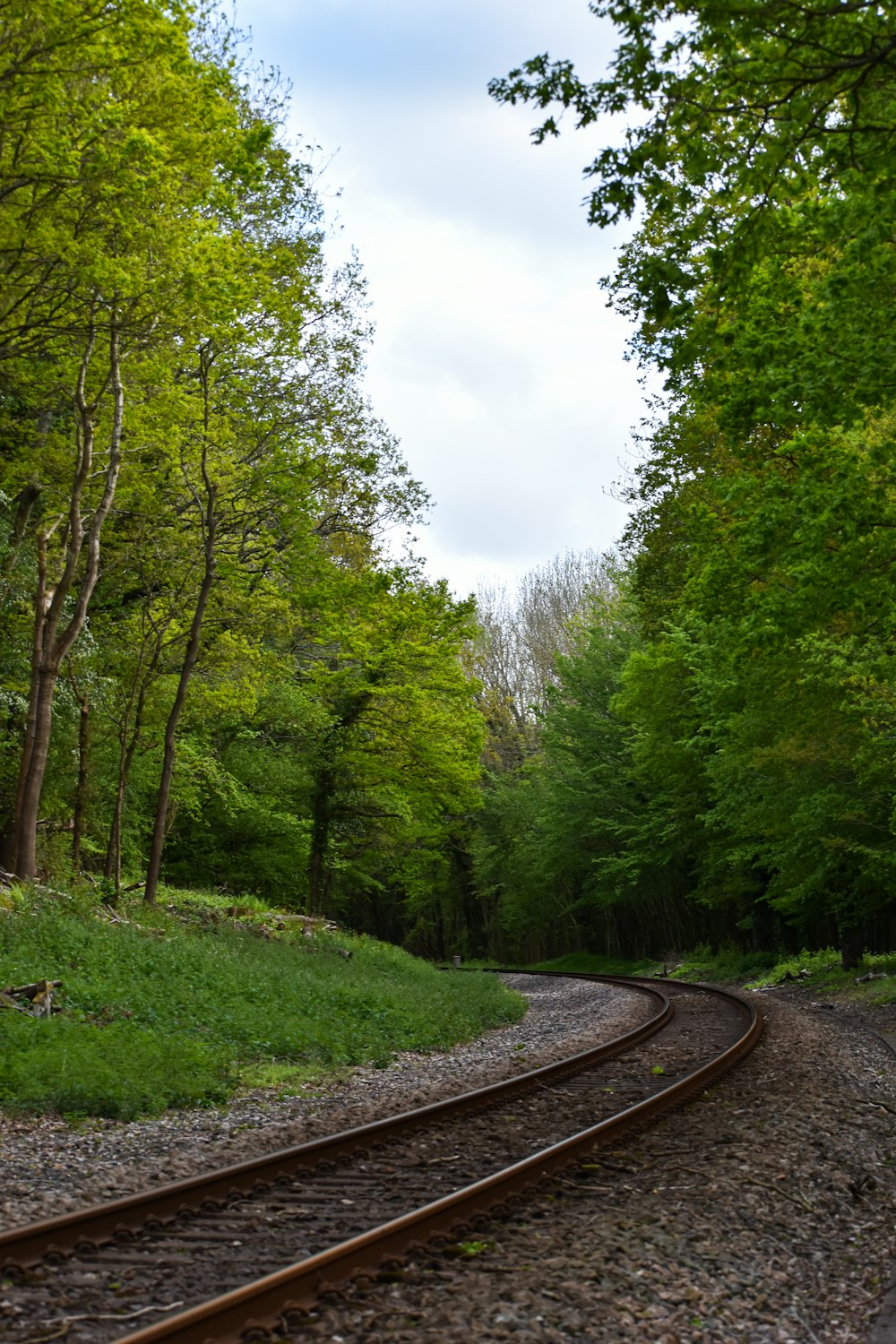 train rail in the forest