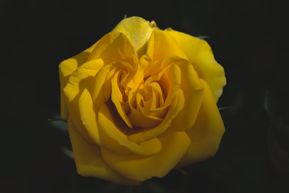 yellow rose in bloom close up photo