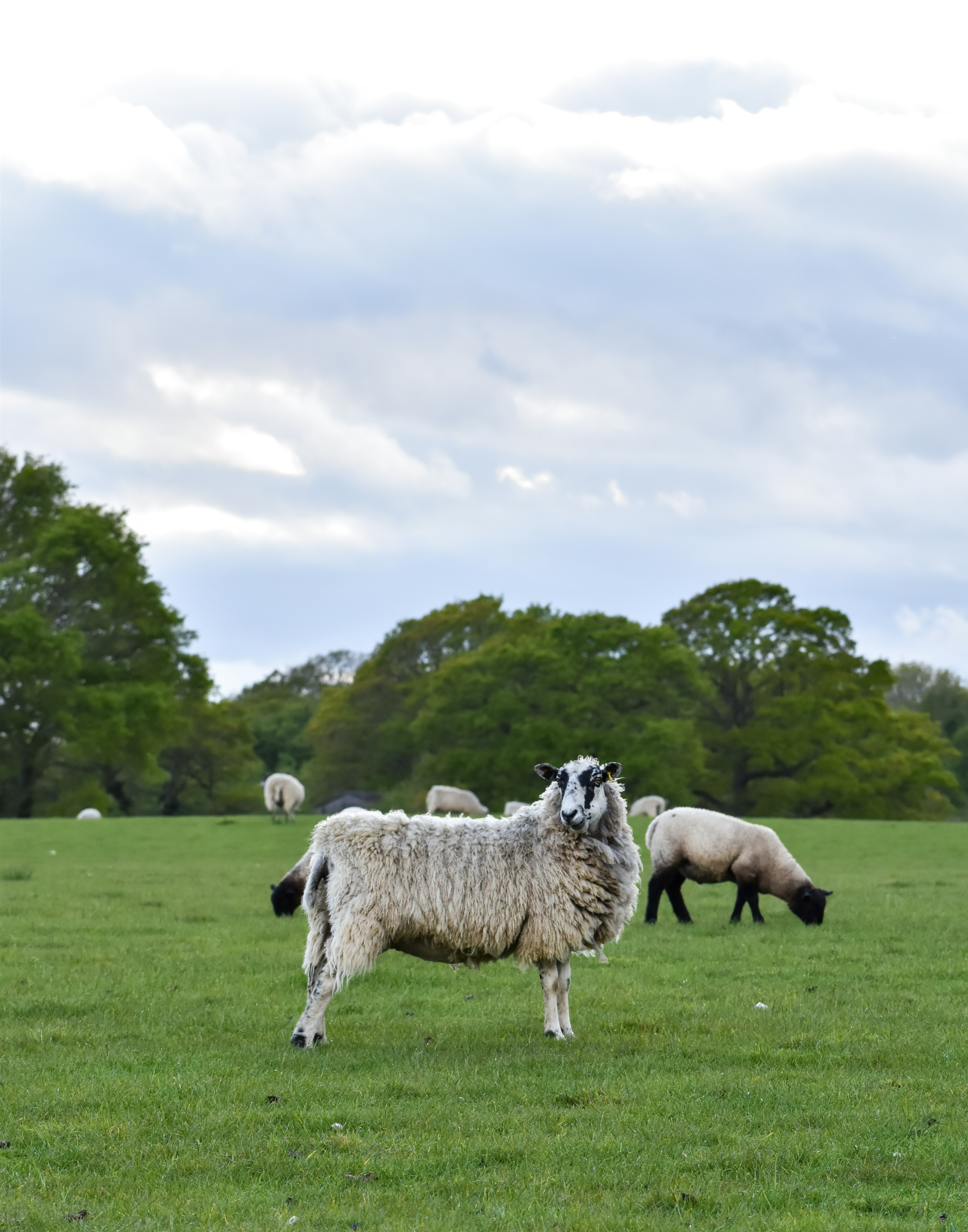 herd of sheep on green grass field under white clouds during daytime