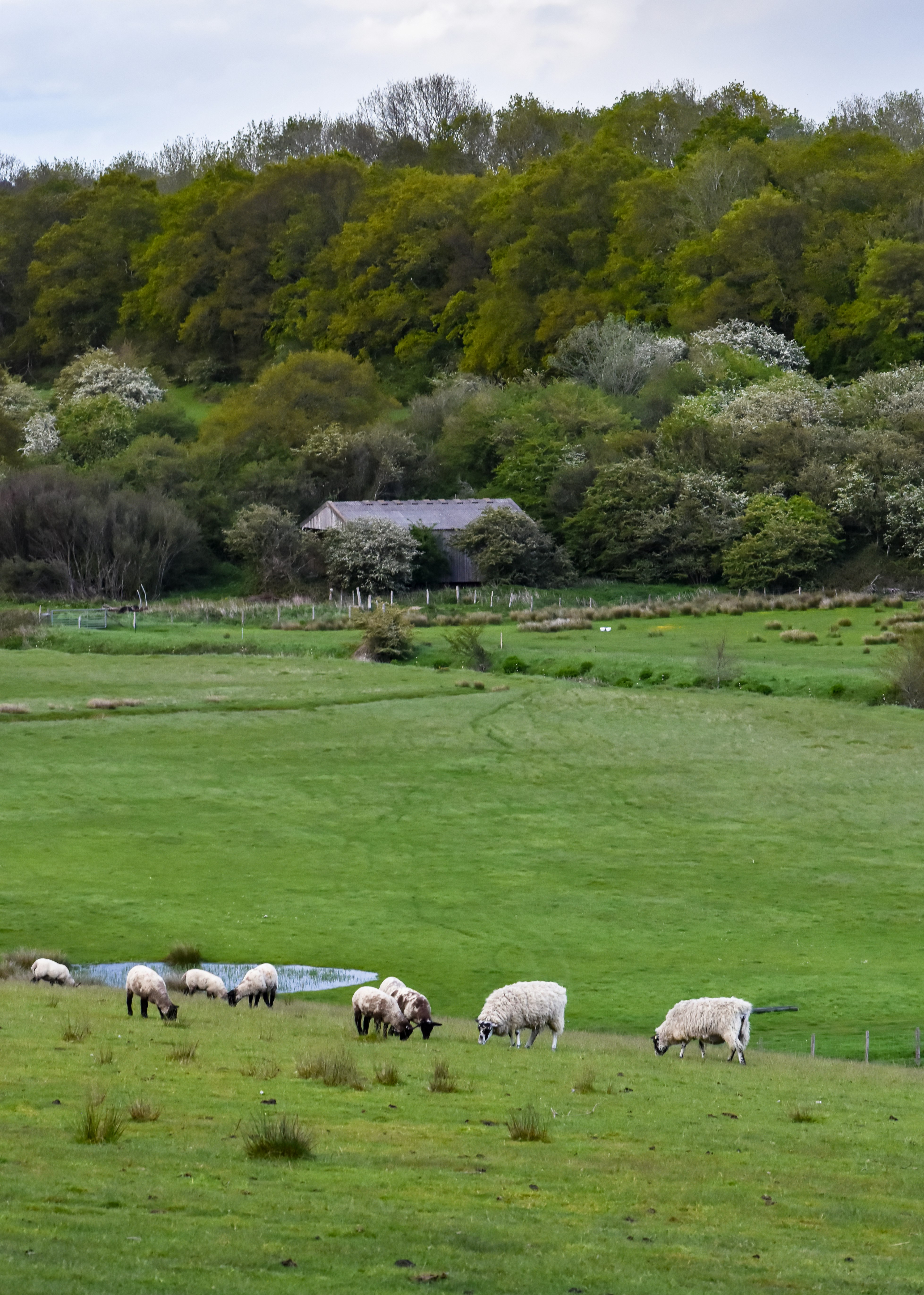 herd of sheep on green grass field during daytime