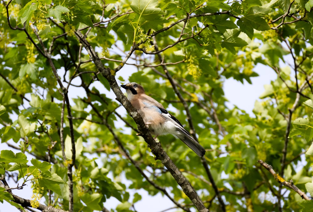 white and black bird on tree branch during daytime