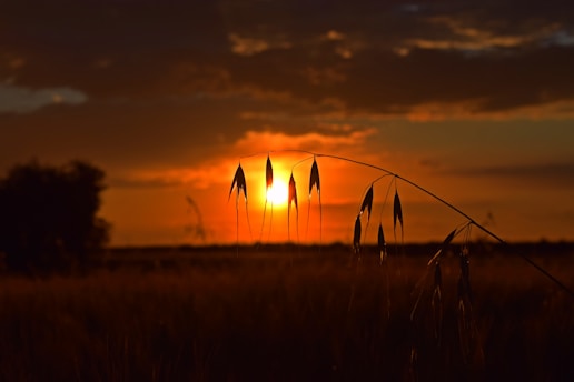 silhouette of wind mill during sunset