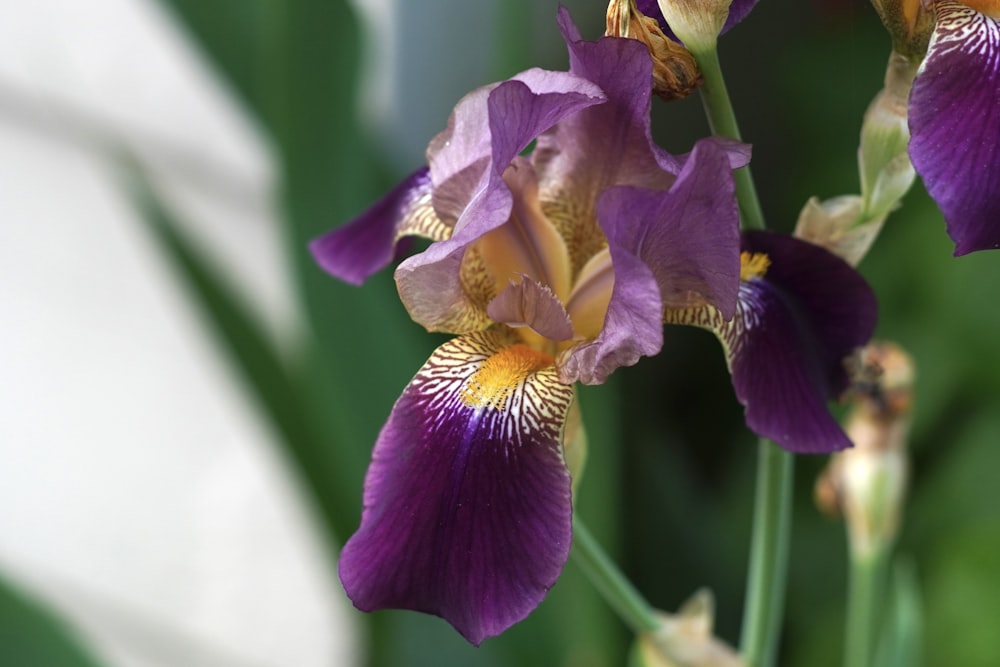 purple and white moth orchid in bloom during daytime