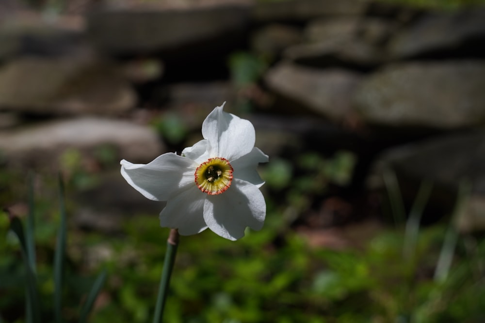 white flower on brown rock