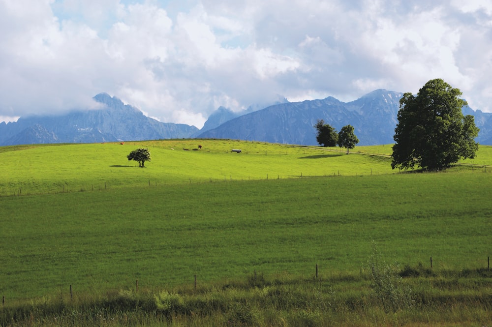 green grass field with trees and mountains in distance