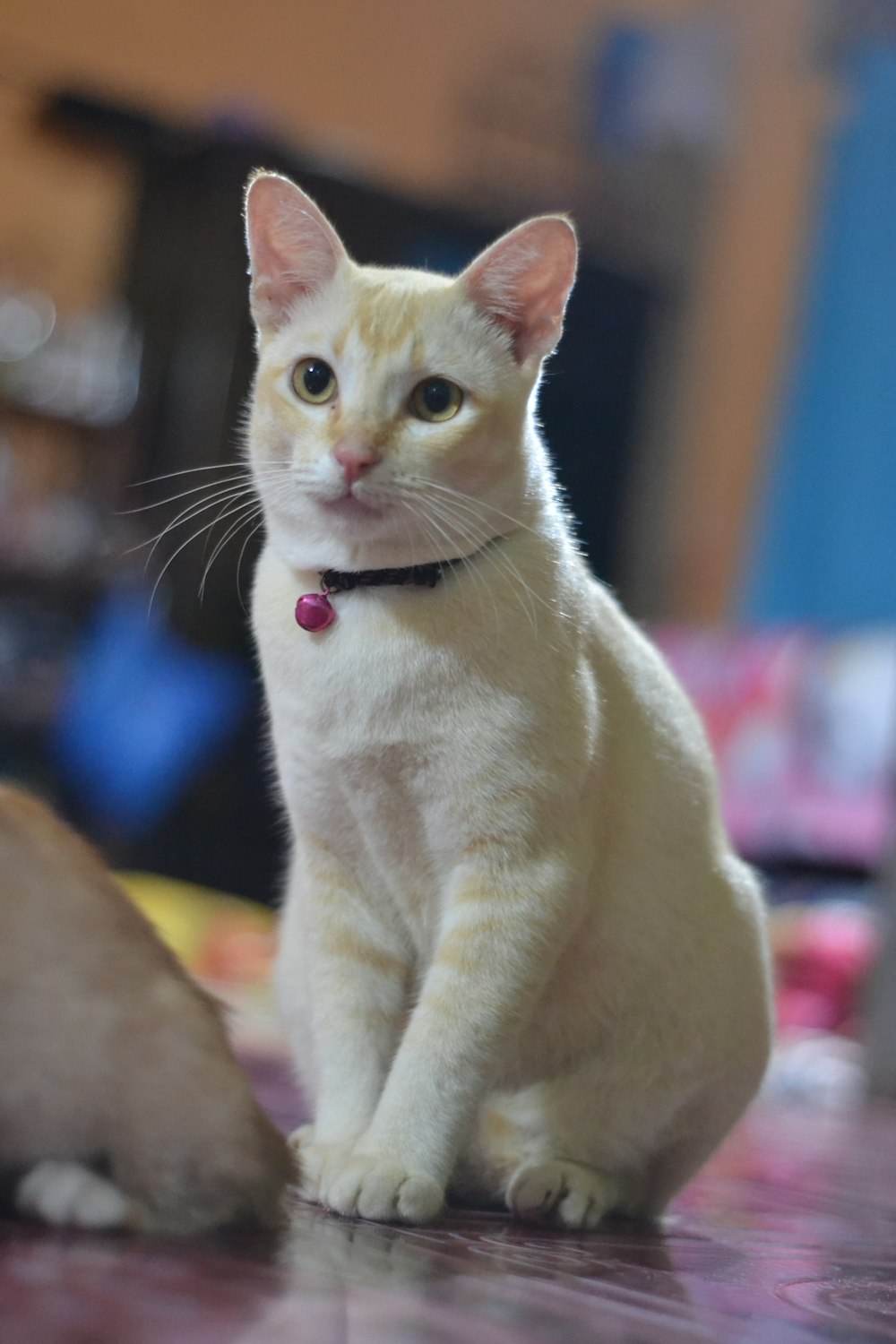 white cat with pink collar