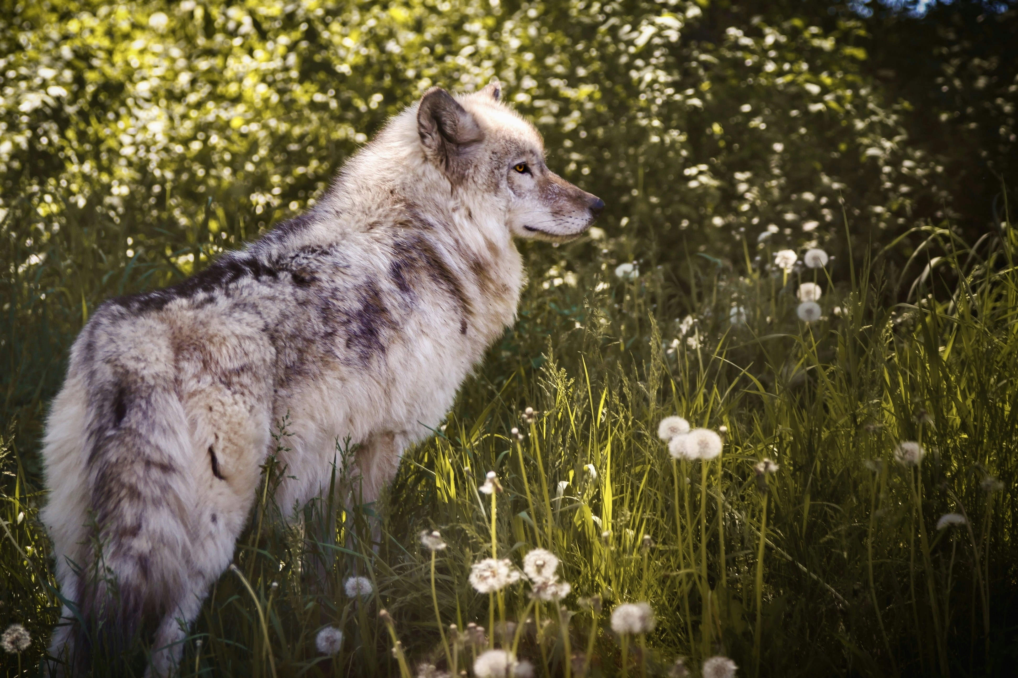 Wolf Wallpapers Free Hd Download 500 Hq Unsplash