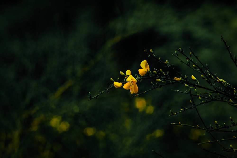 yellow flower in tilt shift lens