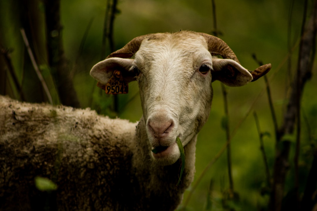 brown sheep on green grass during daytime