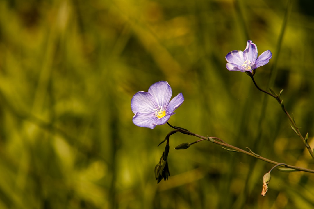 purple flower in tilt shift lens