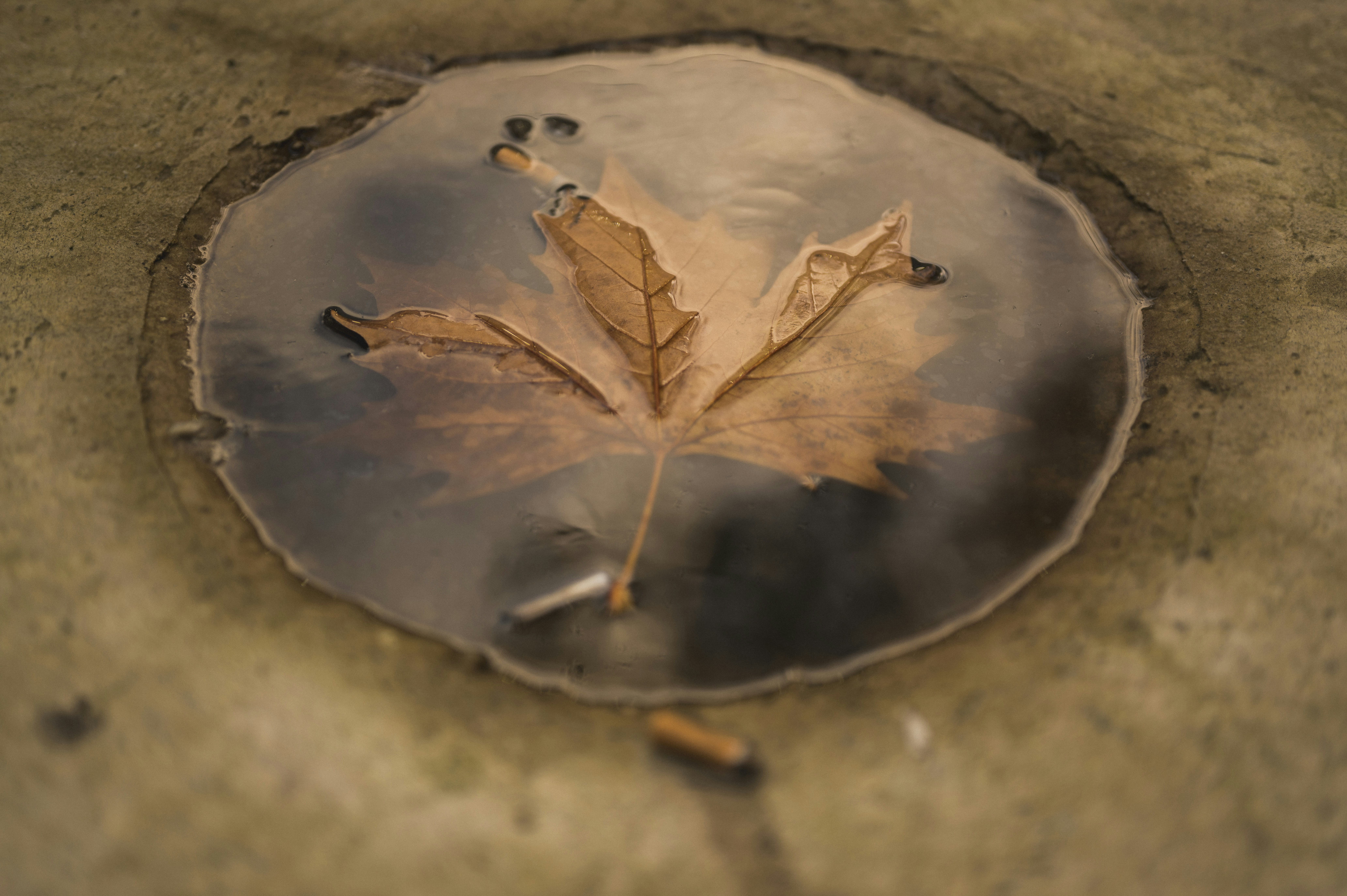 brown dried leaf on gray concrete