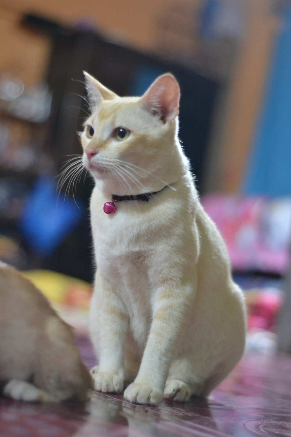 white cat on brown textile