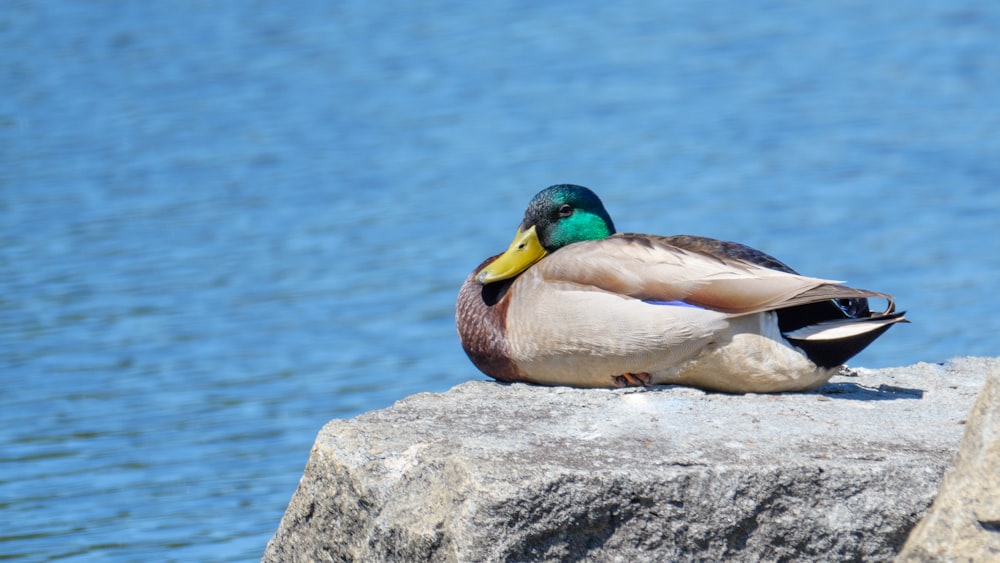 brown duck on gray rock near body of water during daytime