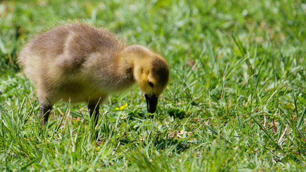 brown duckling on green grass during daytime