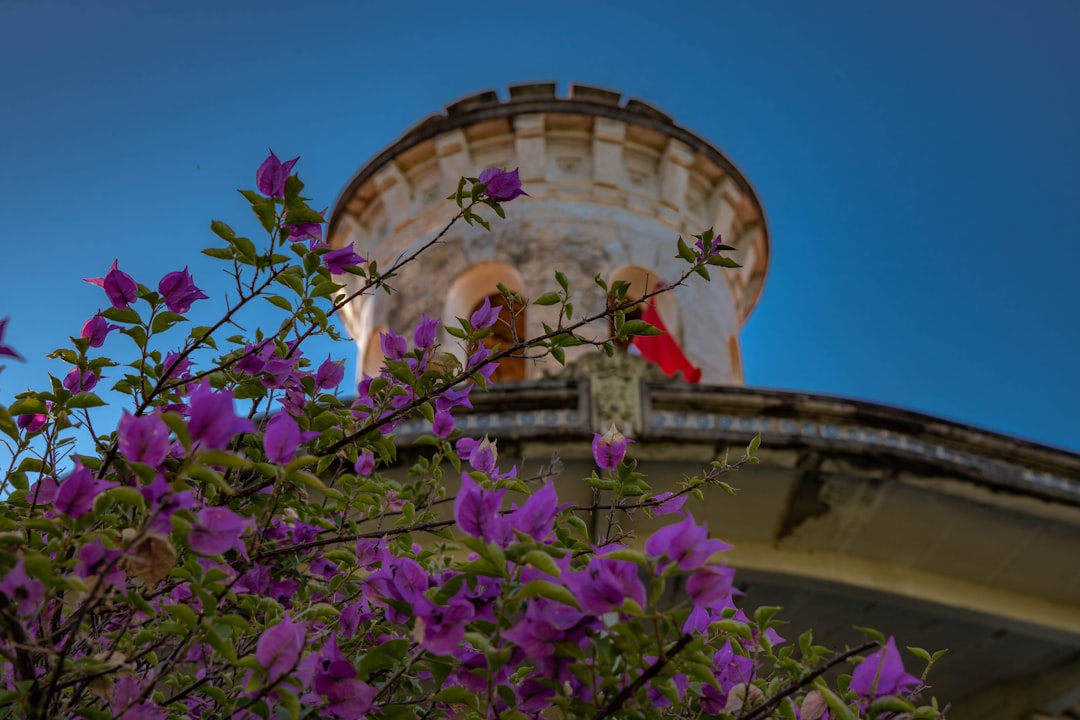 purple flowers near beige concrete building