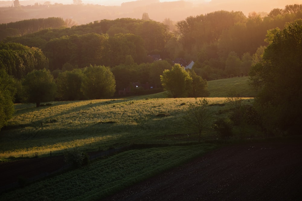 Champ d’herbe verte avec des arbres pendant la journée