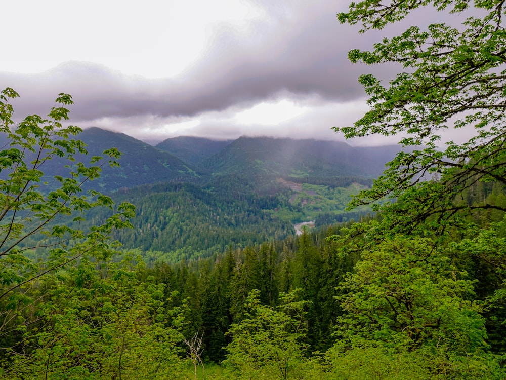 green trees on mountain under cloudy sky during daytime