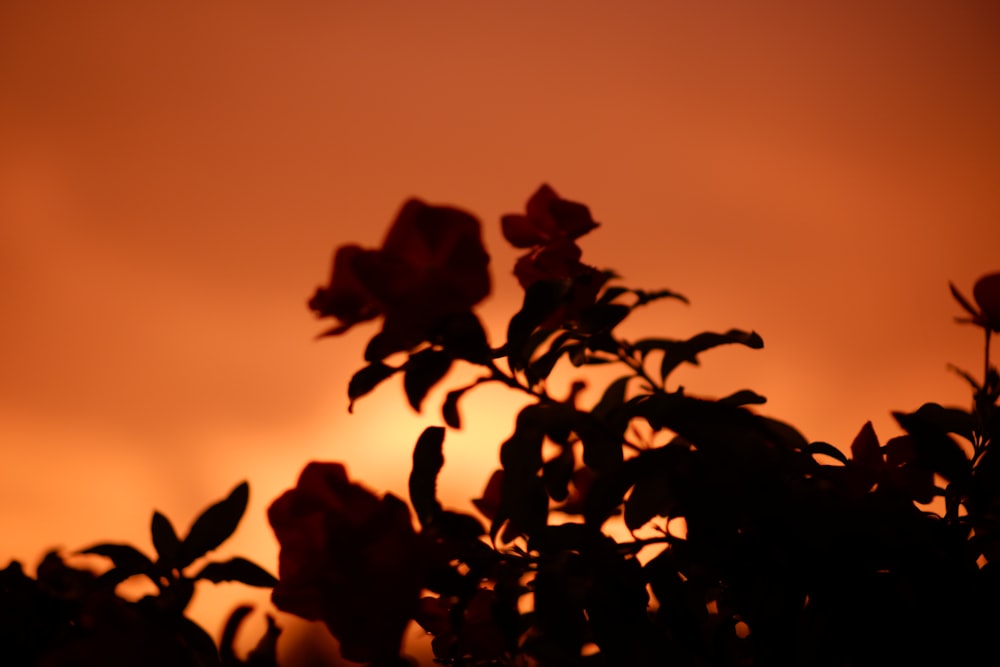 silhouette of plant during sunset