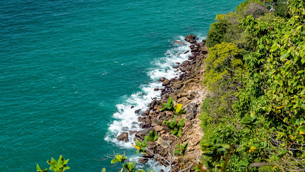 Hierba verde en la costa rocosa durante el día