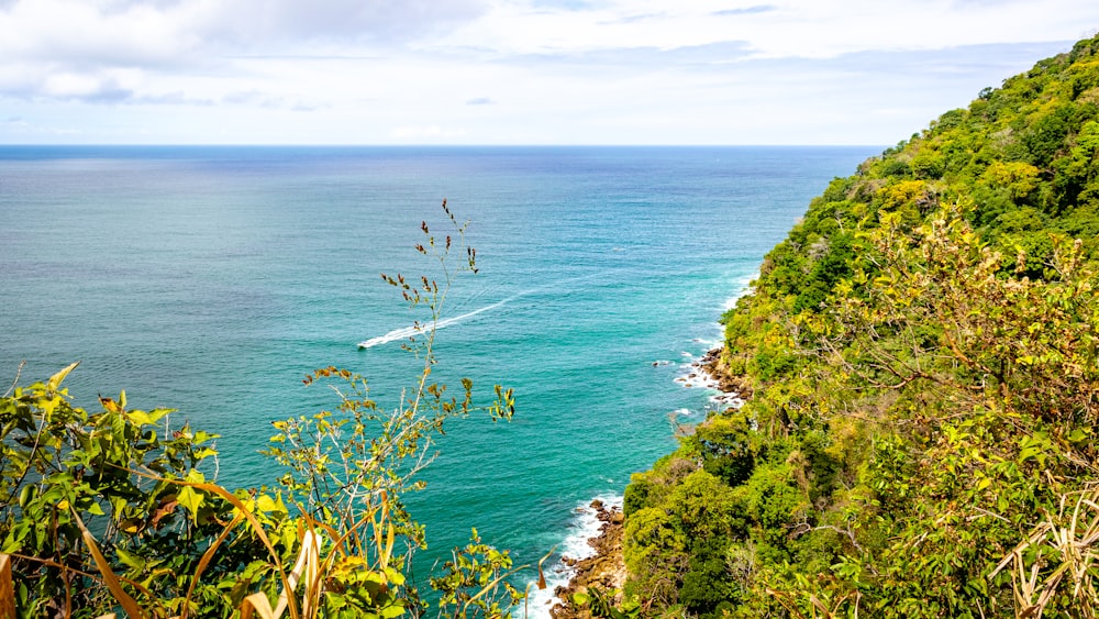 plantas verdes perto do mar azul durante o dia