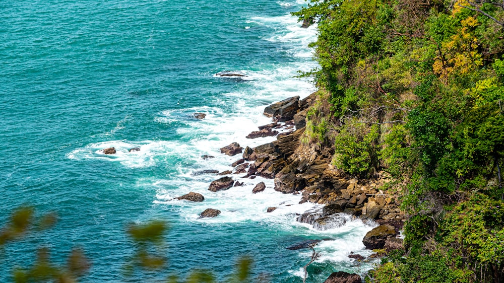 árvores verdes ao lado do corpo de água durante o dia