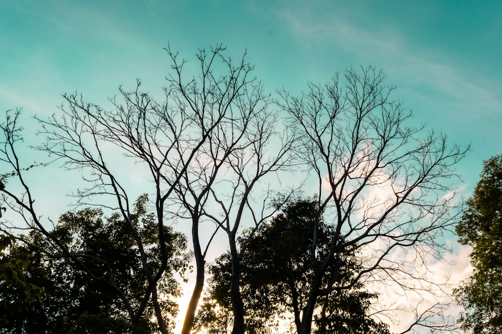 árboles sin hojas bajo el cielo azul durante el día