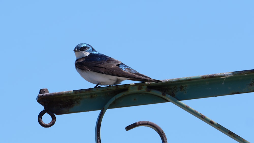 pájaro azul y blanco en palo de madera marrón