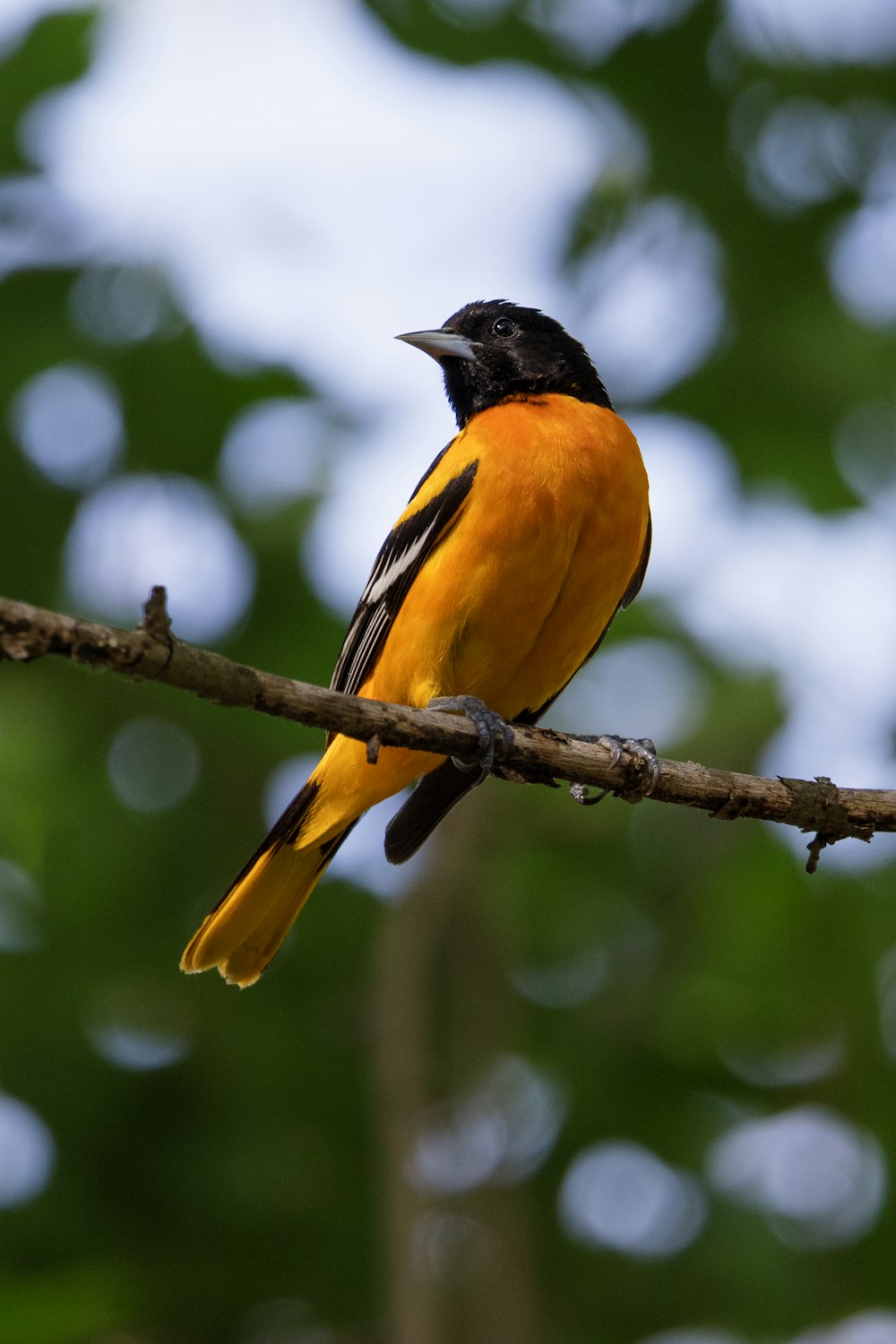 pássaro preto e amarelo no galho marrom da árvore durante o dia