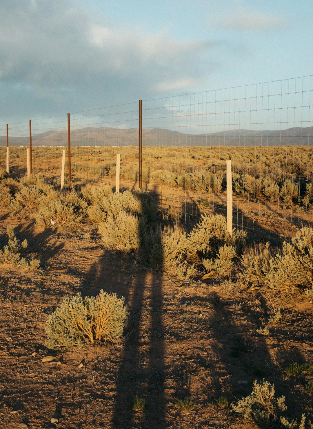 brown wooden fence near brown trees during daytime