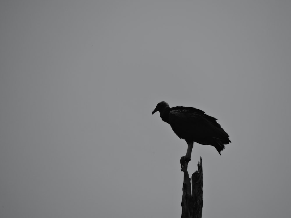 schwarzer Vogel auf braunem Holzpfosten
