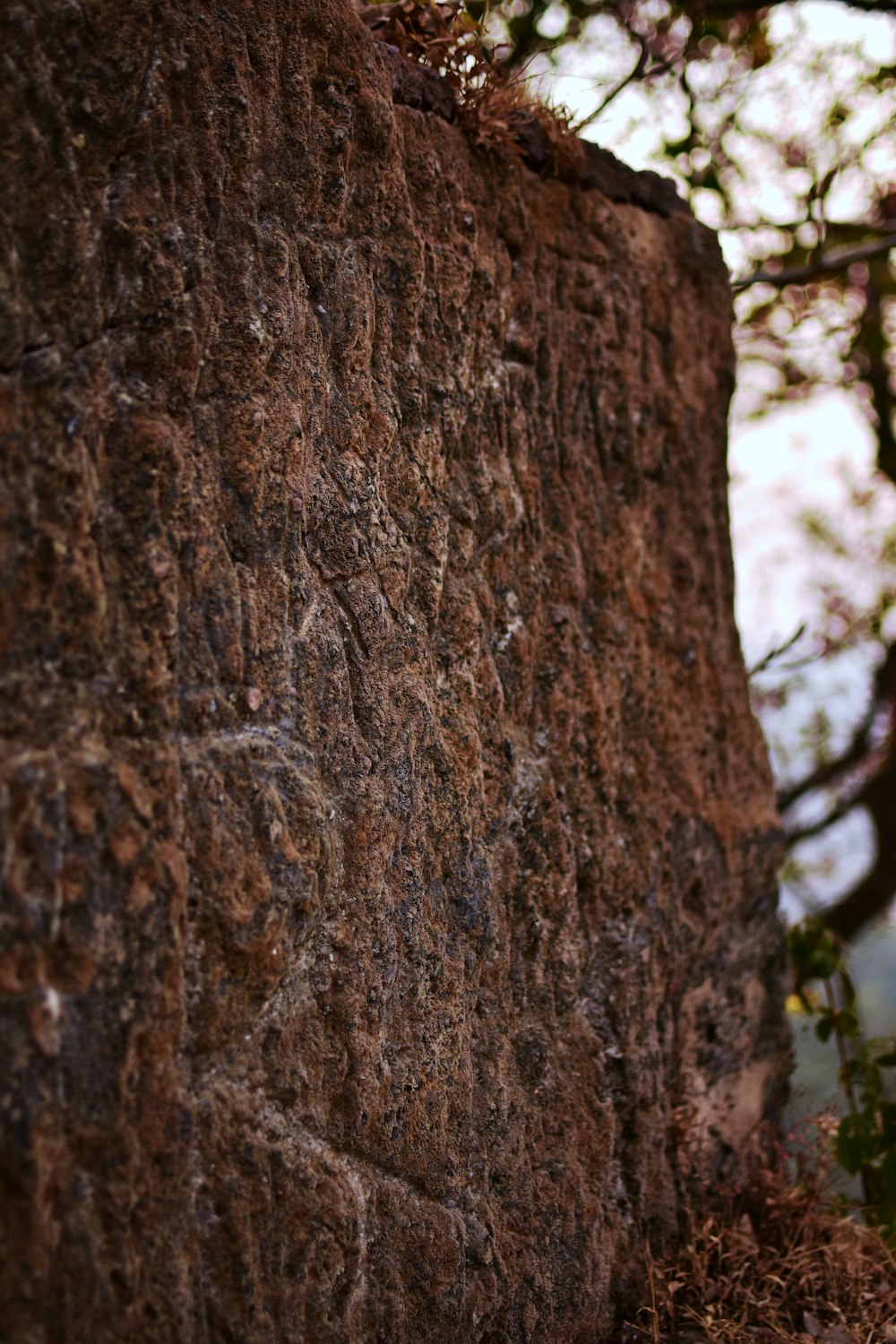 brown tree trunk during daytime