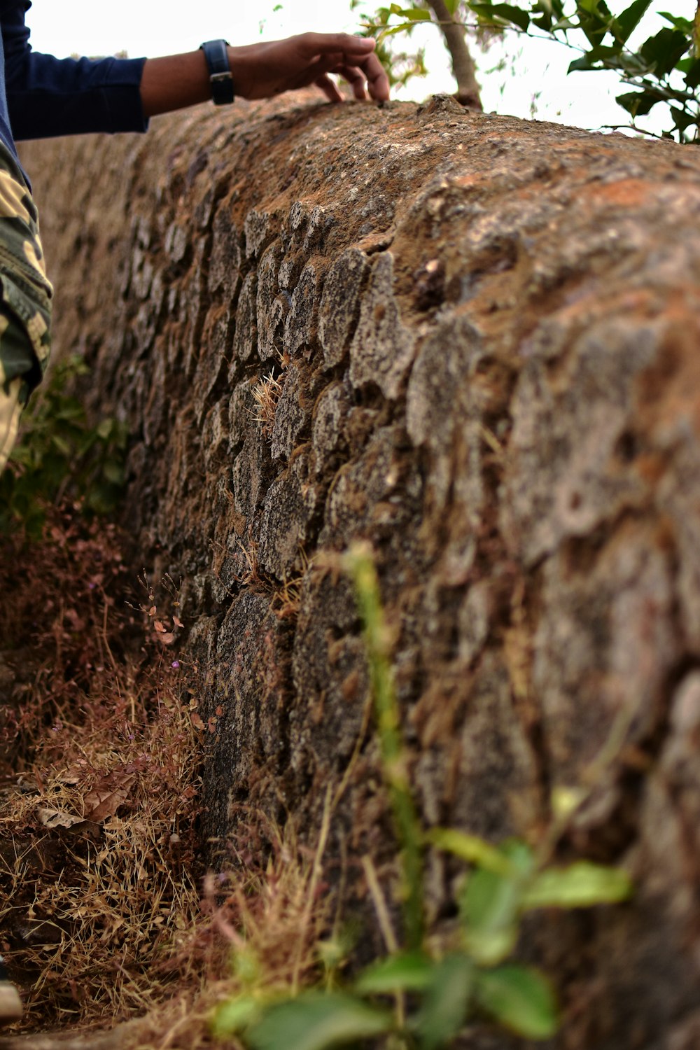 brown and black tree trunk