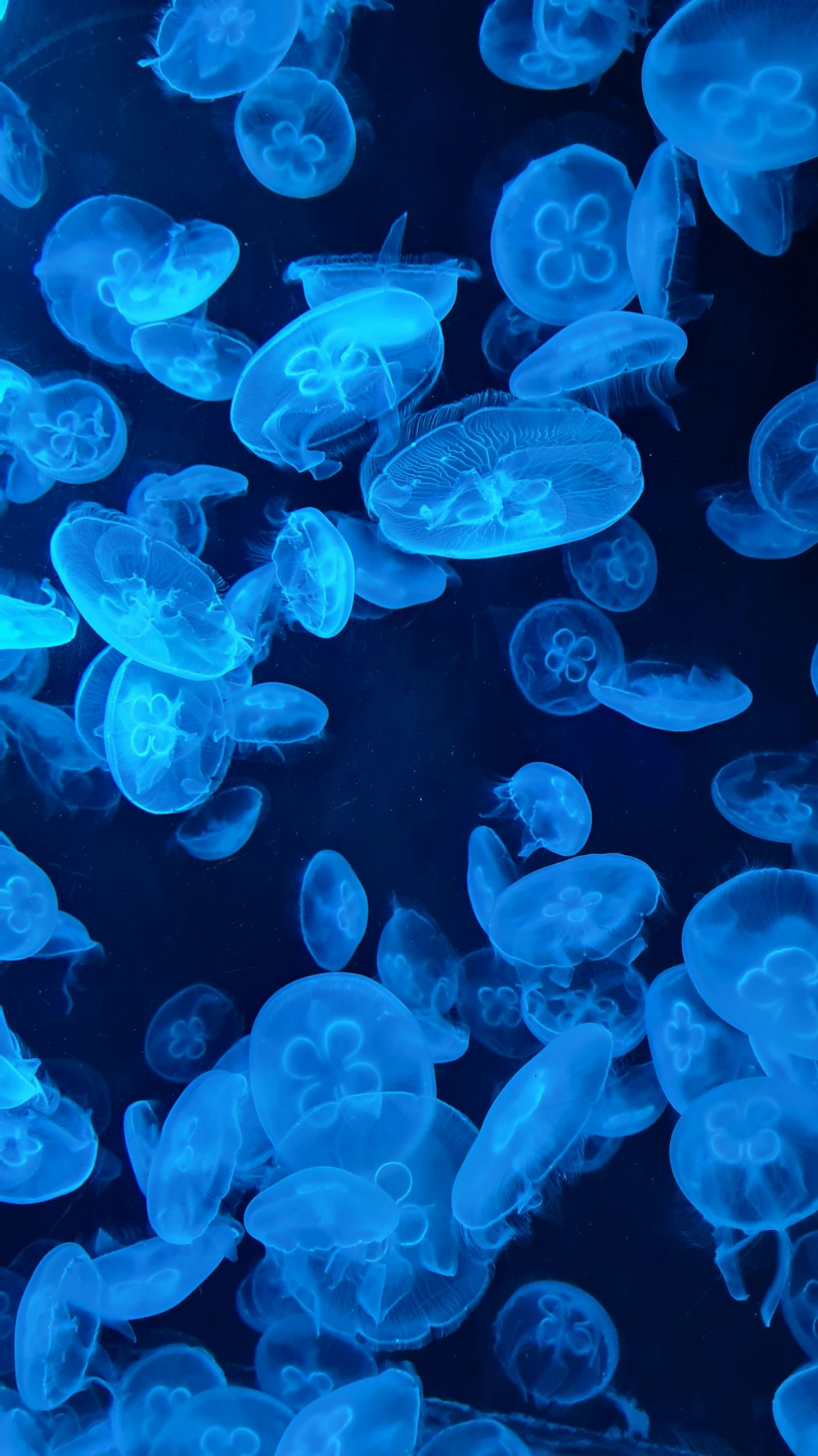 blue jellyfish in water during daytime