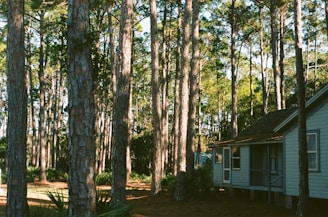 A cozy cabin nestled among tall pine trees in a serene forest setting.