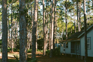 Sunlight filtering through tall pine trees onto a modern cabin porch with cozy seating