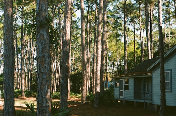 A cozy cabin nestled among tall pine trees in a serene forest setting.
