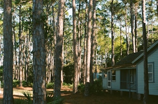 Tall pine trees abound in a serene forest setting, with sunlight filtering through the canopy, casting dappled shadows on the forest floor. Nestled among the trees is a quaint, rustic cabin with a simple porch and a sloping roof, adding charm to the tranquil environment.