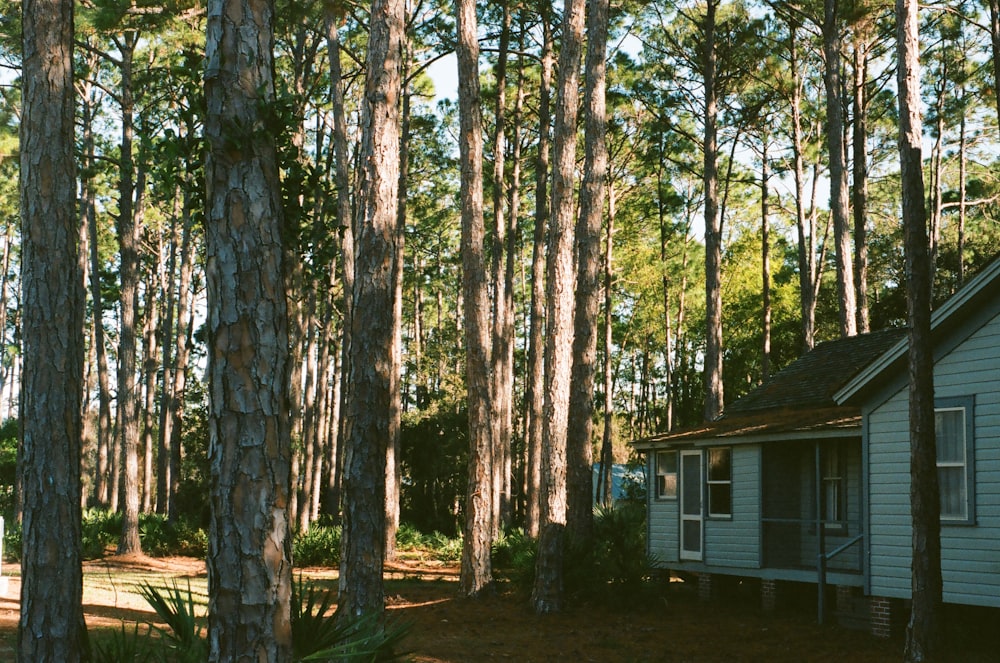 weißes Holzhaus im Wald tagsüber